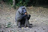 Ethiopia - Mago National Park - Baboons - 04